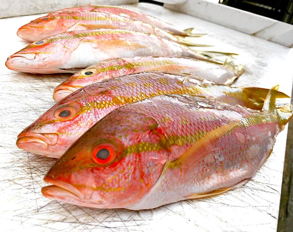 fresh yellowtail snapper gulf fish